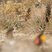 Lesser Prairie-Chicken